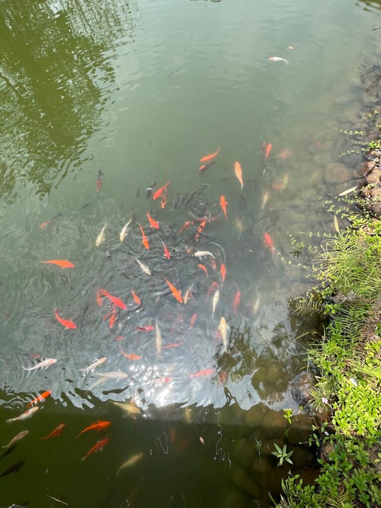 Fishes in Pond at Mini Vrindavan, Palghar_SKP