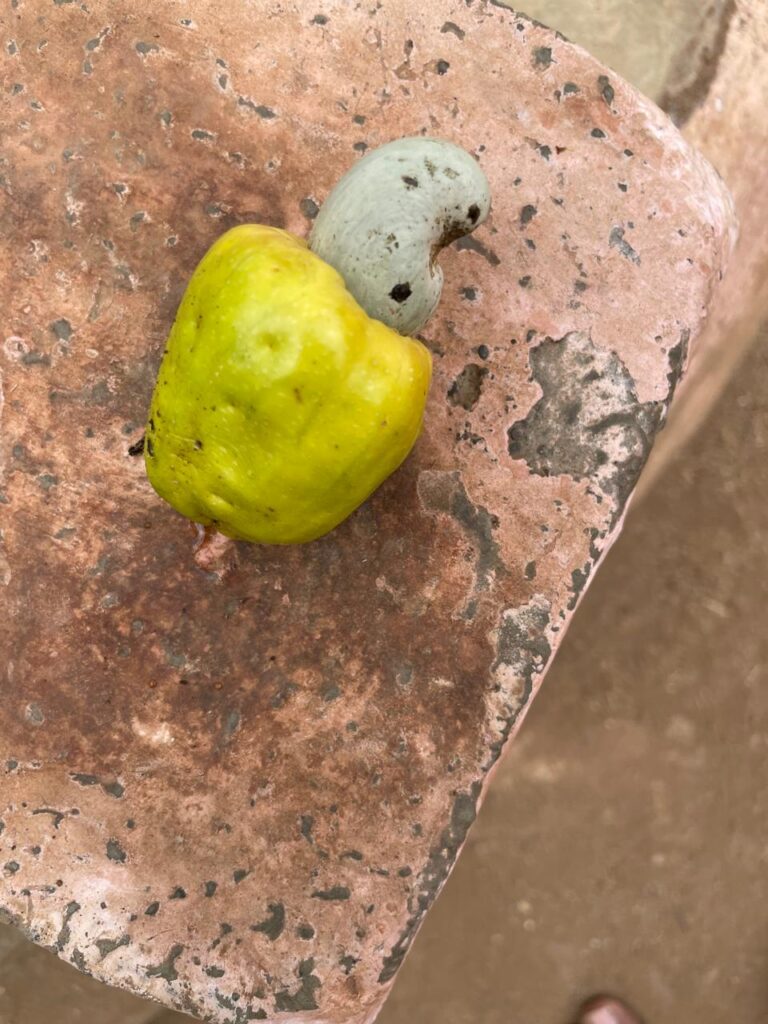 Kaju at Mini Vrindavan Palghar_SKP