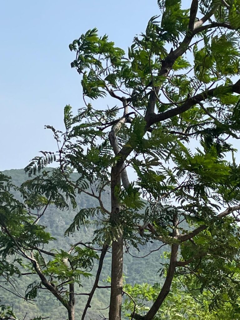 Nature Photo at Tirumala_SKP