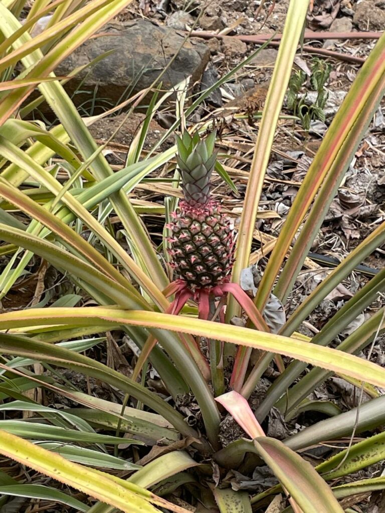 Pineapple at Gowardhan Mini Vrindavan, Palghar_SKP