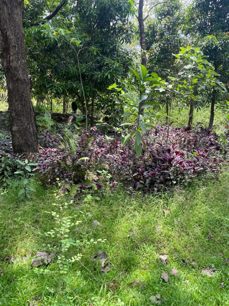 Plant & Tree at Mini Vrindavan, Palghar_SKP