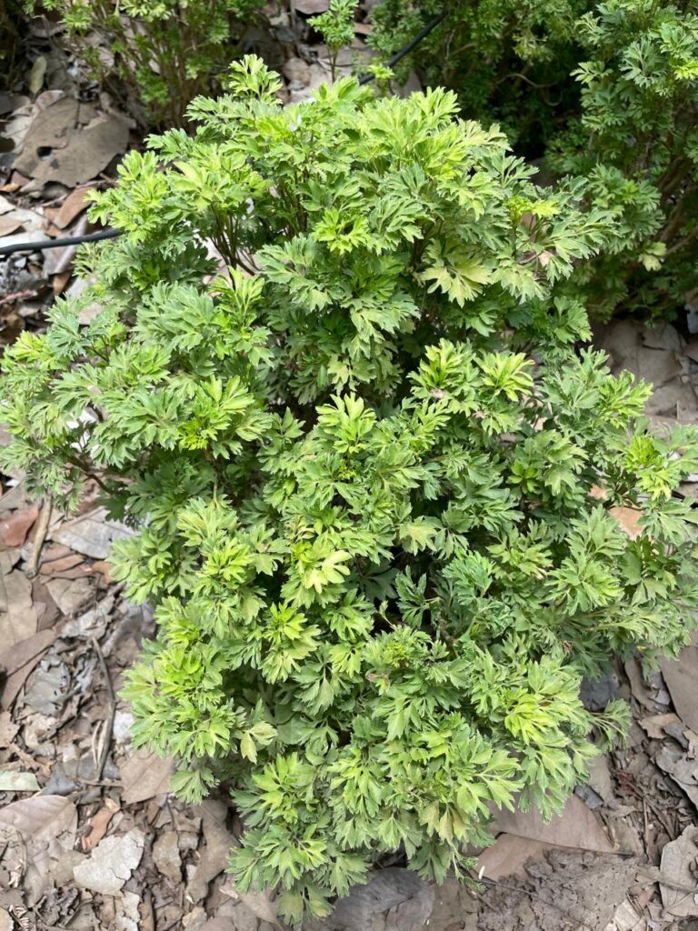 Plant at Mini Vrindavan, Palghar