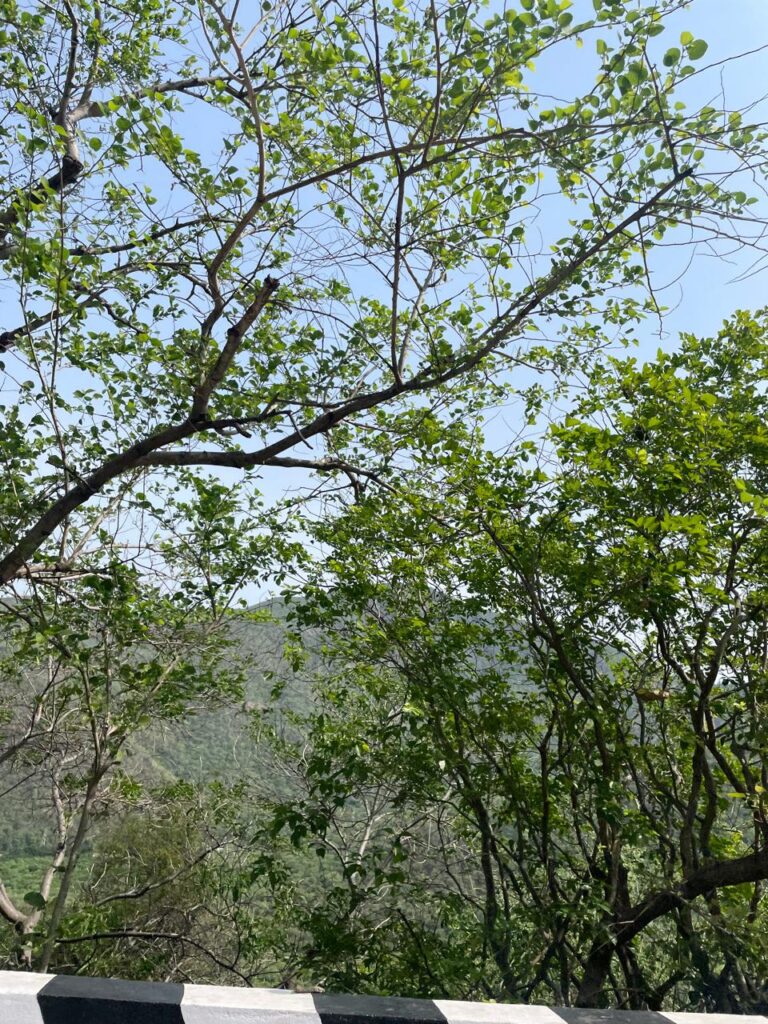 Road Scene at Tirupati_SKP