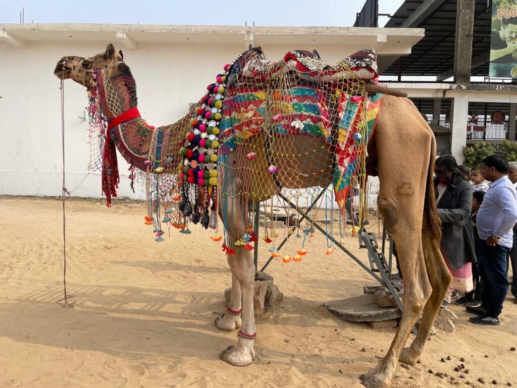 SKP Camel at Sikar Danta Ramgarh