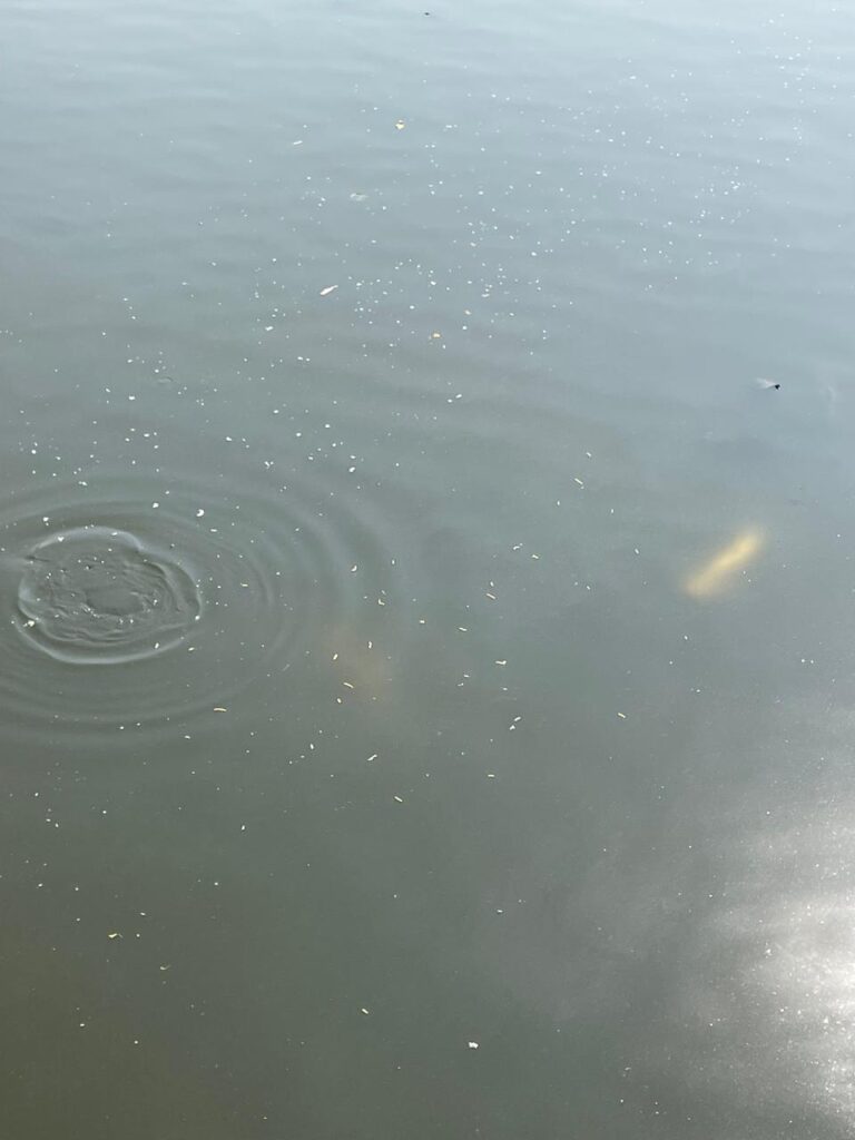 SKP Pond Scene at Khidkali Mandir, Dombivli